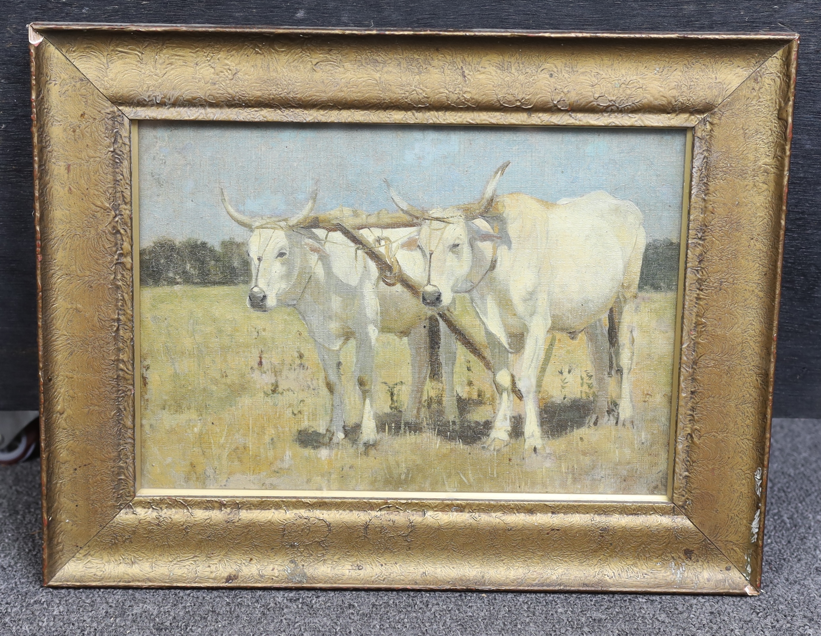 Arthur Lemon (1850-1912), oil on canvas board, White oxen in ploughing harness, unsigned, 20 x 29cm. Condition - fair